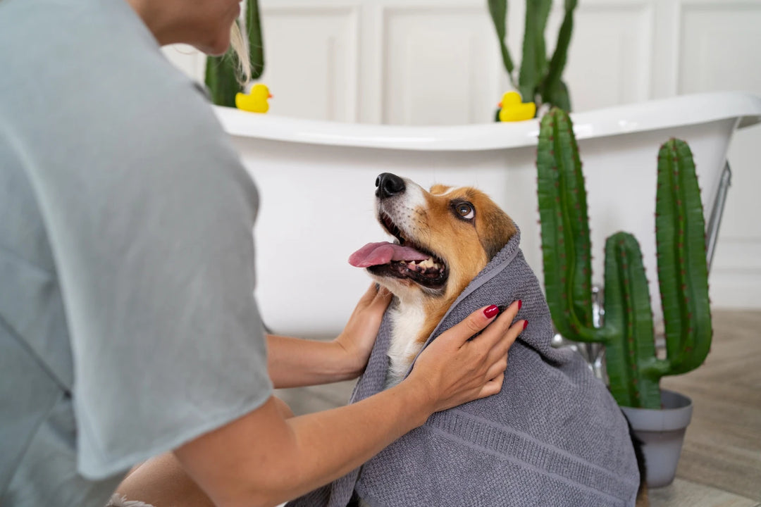 Regular Pet Grooming: Why It’s Important for Your Furry Friend